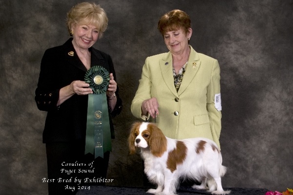 Best Bred By Exhibitor-Stang-Olive